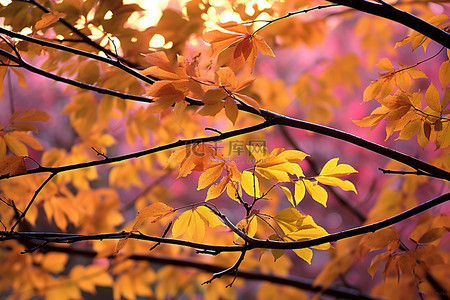 叶子变黄变红变褐背景图片_秋天的阳光下，叶子变黄了