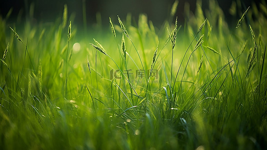 绿色出行背景图片_草地植物花朵春季