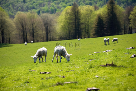 吃草的动物背景图片_羊在田野里的绿草上吃草