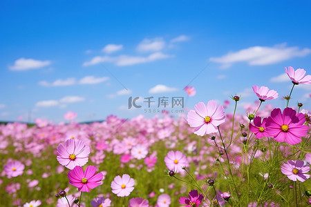 阳光明媚的天气里，粉红色的花朵田野