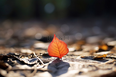 地上的一片叶子，叶子是棕色的