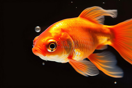 眼睛特写背景图片_一条有眼睛的橙色金鱼