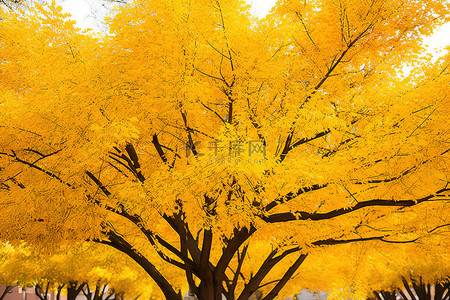 一棵有很多黄叶的树