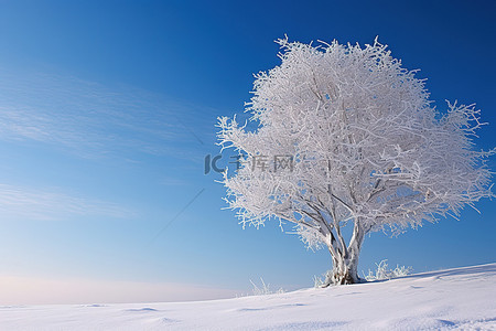 冬天雪覆盖的树