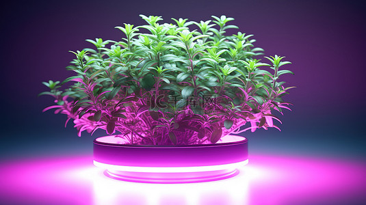 绿色农场背景图片_百里香植物在 LED 生长灯下茁壮成长的 3D 插图