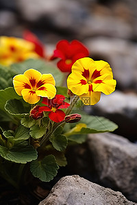 一群花朵背景图片_一群黄色和红色的花朵，周围有岩石