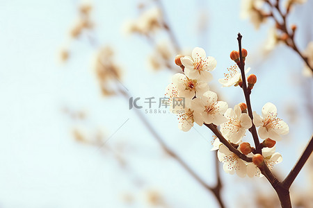 小清花背景图片_树枝上的小白花高清壁纸