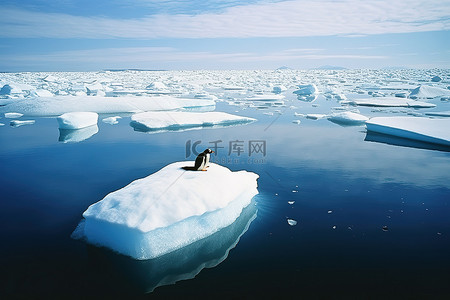 冰上嬉戏背景图片_一只企鹅在冰上漂浮在水中
