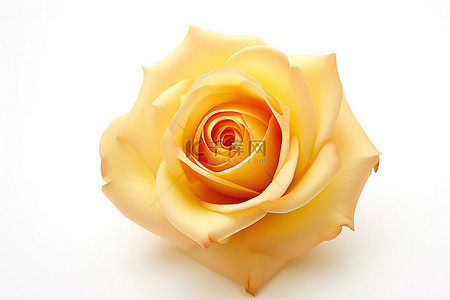 白色背景高清黄玫瑰