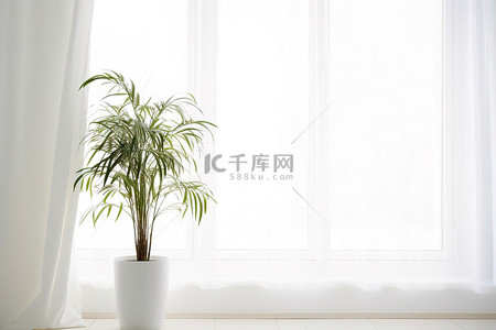 高大上的背景图片_窗台上有一棵高大的植物