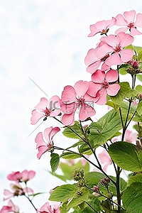 背景中有叶子的粉红色花朵