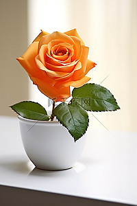 花玫瑰背景图片_白碗里的单朵橙色玫瑰