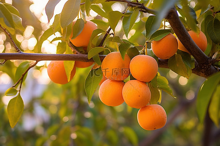 树枝上的小猴子背景图片_杏树的树枝上有几个橙色的水果