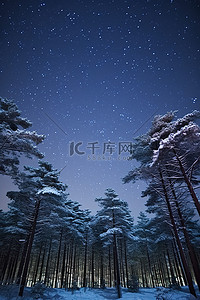 松林背景图片_雪星空下的松林