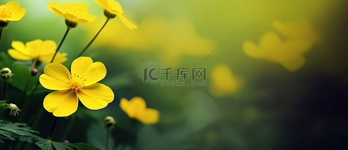 花卉植物背景图片_花卉植物高清壁纸