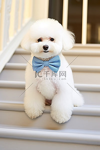 坐在楼梯背景图片_白色小贵宾犬小狗坐在楼梯上，打着领结