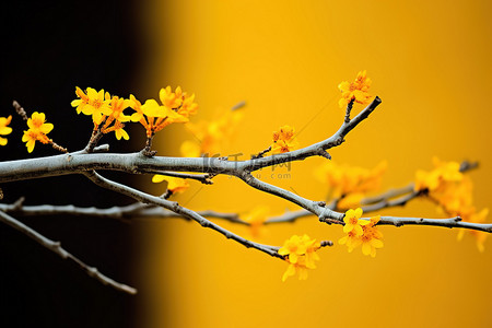 树枝有黄色的叶子