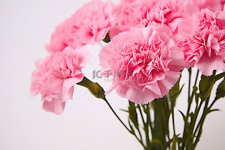 一种粉红色康乃馨的花