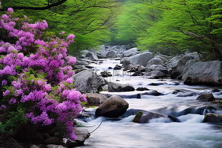 一条岩石河流，周围环绕着高大的灌木丛和鲜花