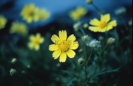 地上几朵黄色的花，上面覆盖着浅绿色的背景