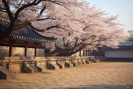 韩国一条砖路附近樱花盛开
