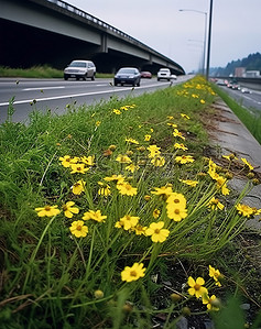 高速公路上盛开的黄色花朵