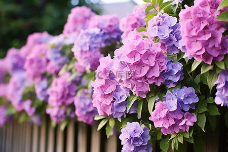 栅栏旁盛开着五颜六色的紫色花朵