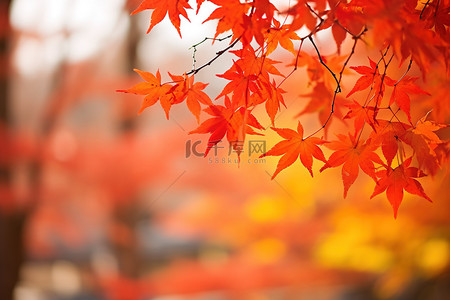 日本公园里的秋叶，有红叶