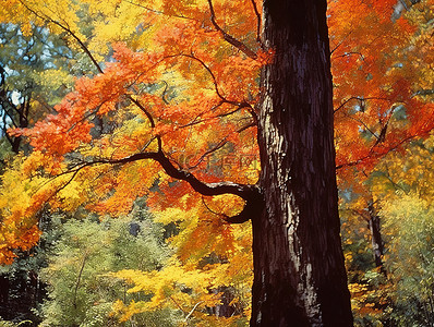 秋天里的枫叶背景图片_秋天森林里的一棵树，叶子五颜六色