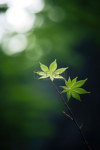 前景中有一片叶子的两个树枝