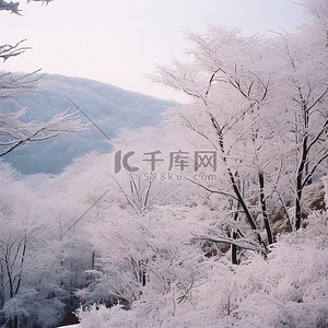 冬季景观，几棵树被雪覆盖