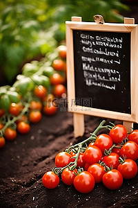 会员福利免费领背景图片_西红柿种植区的黑板标志