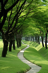 抹茶绿树背景图片_草地小路上的一棵绿树