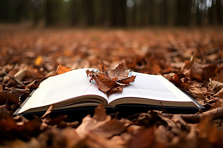 书概念背景图片_一本铺满树叶的打开的书