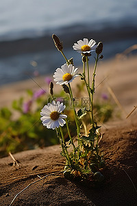 海边的两朵花
