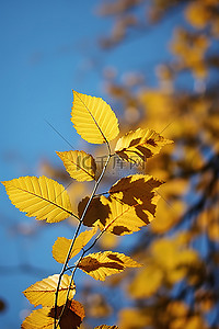 蓝天前黄树上的秋叶