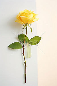 白墙花瓶里的一朵黄玫瑰