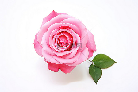 红玫瑰红玫瑰背景图片_白色背景上的一朵粉红玫瑰