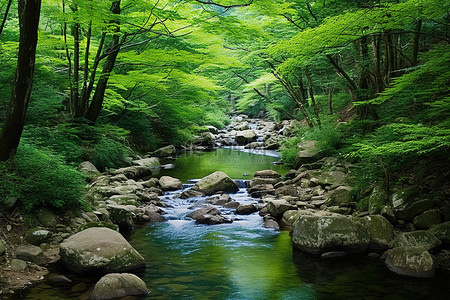 林间溪流背景图片_一条有很多绿色植物的溪流被岩石包围