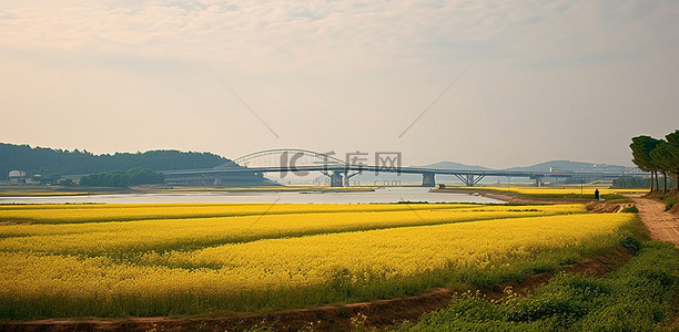 边境牧羊犬犬背景图片_朝鲜边境的田野上，远处有一座桥