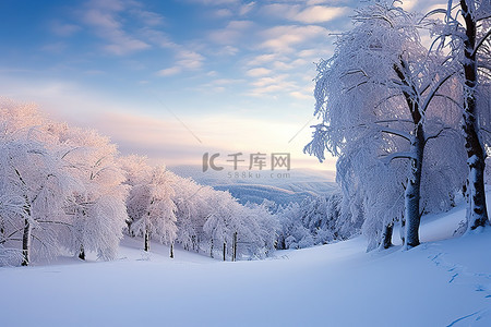 云树木背景图片_显示积雪覆盖的树木和雪的冬季场景