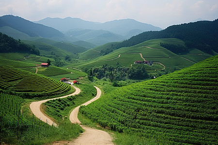 农业区的青山和蜿蜒的小土路