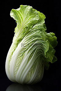 一棵白菜背景图片_白色背景上的一棵绿色卷心菜