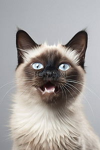 灰色背景中可爱的暹罗猫哭着寻求关注