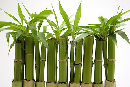 竹植物背景图片_竹花盆 12 高竹植物，带 2 个托盘