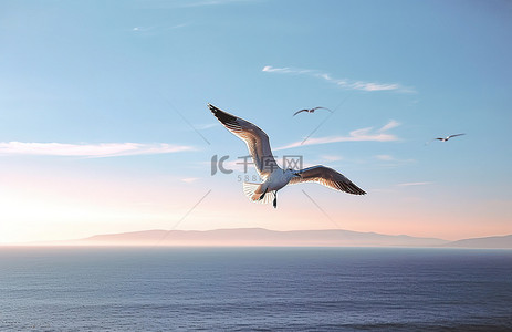 海鸥背景图片_一只海鸥在海洋上空飞行