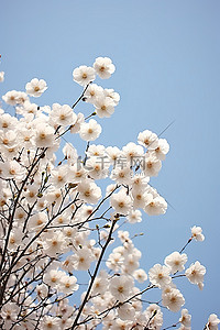 樱桃树盛开背景图片_一些花朵在蓝天的映衬下盛开