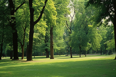 迷你风扇拍摄背景图片_公园的形象是通过树木和草地拍摄的
