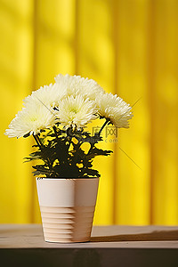 纸篮中黄黄色背景的白色菊花
