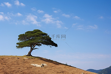 山顶上的一棵树